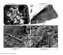 Fig. 12 - Microorganisms for Producing Volatile Organic Compounds
