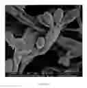 Fig. 17 - Microorganisms for Producing Volatile Organic Compounds