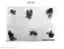 Fig. 25 - METHOD OF SUBCULTURING PLURIPOTENT STEM CELLS