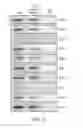 Fig. 05 - Compositions and Methods for Autologous Germline Mitochondrial Energy Transfer