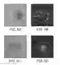 Fig. 09 - Compositions and Methods for Autologous Germline Mitochondrial Energy Transfer