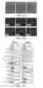Fig. 13 - Compositions and Methods for Autologous Germline Mitochondrial Energy Transfer
