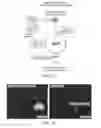 Fig. 22 - Compositions and Methods for Autologous Germline Mitochondrial Energy Transfer
