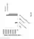 Fig. 08 - Compositions and methods for expansion of embryonic hematopoietic stem cells