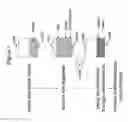 Fig. 02 - Systems, methods and compositions for optimizing tissue and cell enriched grafts