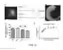 Fig. 03 - Engineered physical alignment of stem cell-derived cardiomyocytes