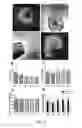 Fig. 04 - Engineered physical alignment of stem cell-derived cardiomyocytes