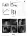 Fig. 05 - Engineered physical alignment of stem cell-derived cardiomyocytes