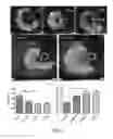 Fig. 06 - Engineered physical alignment of stem cell-derived cardiomyocytes