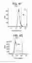 Fig. 09 - Differentiation of human embryonic stem cells into single hormonal insulin positive cells