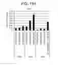 Fig. 40 - Differentiation of human embryonic stem cells into single hormonal insulin positive cells