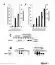 Fig. 06 - Baculoviral DNA elements for the expression of recombinant proteins in a host cell