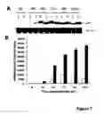 Fig. 08 - Baculoviral DNA elements for the expression of recombinant proteins in a host cell
