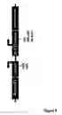 Fig. 09 - Baculoviral DNA elements for the expression of recombinant proteins in a host cell