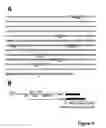 Fig. 10 - Baculoviral DNA elements for the expression of recombinant proteins in a host cell