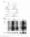 Fig. 02 - Method for Identifying RNA Segments Bound by RNA-Binding Proteins or Ribonucleoprotein Complexes