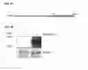 Fig. 04 - Method for Identifying RNA Segments Bound by RNA-Binding Proteins or Ribonucleoprotein Complexes