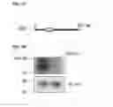 Fig. 07 - Method for Identifying RNA Segments Bound by RNA-Binding Proteins or Ribonucleoprotein Complexes