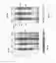 Fig. 17 - Method for Identifying RNA Segments Bound by RNA-Binding Proteins or Ribonucleoprotein Complexes