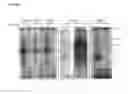 Fig. 28 - Method for Identifying RNA Segments Bound by RNA-Binding Proteins or Ribonucleoprotein Complexes