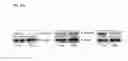 Fig. 55 - Method for Identifying RNA Segments Bound by RNA-Binding Proteins or Ribonucleoprotein Complexes