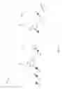 Fig. 19 - Polynucleotide modification on solid support