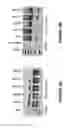 Fig. 09 - Antisense oligonucleotides for inducing exon skipping and methods of use thereof