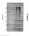 Fig. 20 - Antisense oligonucleotides for inducing exon skipping and methods of use thereof
