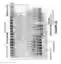 Fig. 23 - Antisense oligonucleotides for inducing exon skipping and methods of use thereof