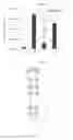 Fig. 04 - Aptamer against midkine and applications thereof