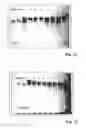 Fig. 08 - Compositions and methods for inhibiting expression of a target gene