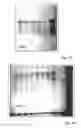 Fig. 10 - Compositions and methods for inhibiting expression of a target gene
