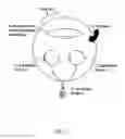 Fig. 02 - VECTORS FOR USE IN AN INDUCIBLE COEXPRESSION SYSTEM