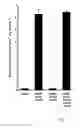 Fig. 02 - Recombinant yeast expressing rubisco and phosphoribulokinase