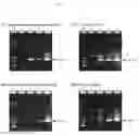 Fig. 26 - METHOD FOR TRANSFORMING STRAMENOPILE