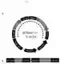 Fig. 41 - METHOD FOR TRANSFORMING STRAMENOPILE