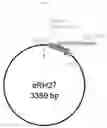 Fig. 49 - METHOD FOR TRANSFORMING STRAMENOPILE