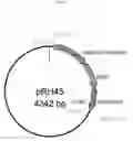Fig. 53 - METHOD FOR TRANSFORMING STRAMENOPILE