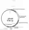 Fig. 54 - METHOD FOR TRANSFORMING STRAMENOPILE