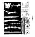 Fig. 04 - METHOD FOR MODULATING PLANT ROOT ARCHITECTURE