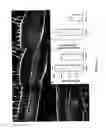 Fig. 05 - METHOD FOR MODULATING PLANT ROOT ARCHITECTURE