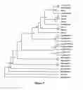 Fig. 11 - METHOD FOR MODULATING PLANT ROOT ARCHITECTURE