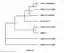Fig. 12 - METHOD FOR MODULATING PLANT ROOT ARCHITECTURE