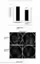 Fig. 19 - METHOD FOR MODULATING PLANT ROOT ARCHITECTURE