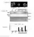 Fig. 06 - TRANSGENIC PLANTS