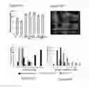 Fig. 15 - TRANSGENIC PLANTS