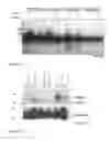 Fig. 19 - TRANSGENIC PLANTS