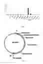Fig. 08 - Fertility gene and use thereof