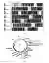 Fig. 11 - Fertility gene and use thereof