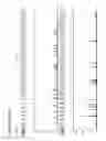 Fig. 05 - Method for direct amplification from crude nucleic acid samples